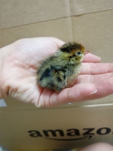 うずら ウズラ ひな10羽里親決定しました うずらちゃん 横浜のその他の里親募集 ジモティー
