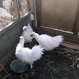 白烏骨鶏の雄３羽　生後３か月の画像