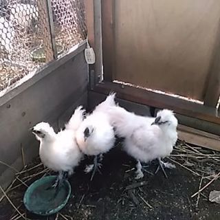 白烏骨鶏の雄３羽　生後３か月 - 津市