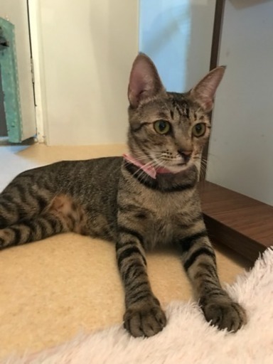 施設に併設した 地元の隠れ家猫カフェ 一般社団法人グラビュ 姫路の猫の無料広告 無料掲載の掲示板 ジモティー