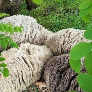 羊飼いの手仕事展 素材と道具 2018年9月1、2日
