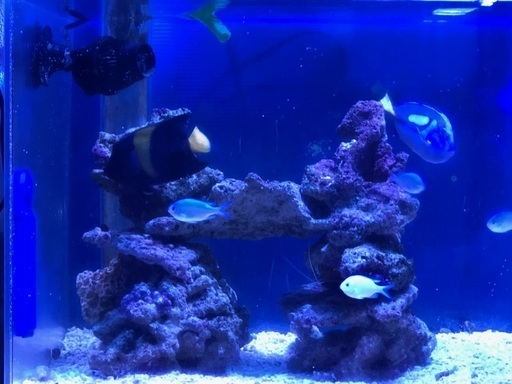 【商談中】　海水魚　アズファー　ナンヨウハギ　デバスズメ