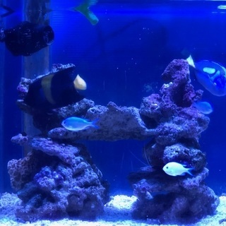 【商談中】　海水魚　アズファー　ナンヨウハギ　デバスズメ　