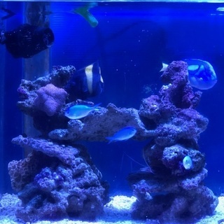 【商談中】　海水魚　アズファー　ナンヨウハギ　デバスズメ　