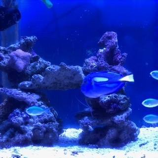 【商談中】　海水魚　アズファー　ナンヨウハギ　デバスズメ　