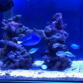 【商談中】　海水魚　アズファー　ナンヨウハギ　デバスズメ　