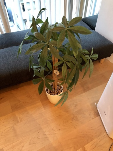 定価1万円が100円 人工観葉植物をお譲りします Ykino 御徒町の家具の中古あげます 譲ります ジモティーで不用品の処分 定価1万円が100円 人工観葉植物をお譲りします Ykino 御徒町の家具の中古あげます 譲ります ジモティーで不用品の処分