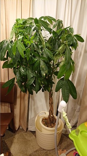 引き取り希望 送付不可 観葉植物ねじり仕立てパキラ ハッピー 目黒のインテリア雑貨 小物 その他 の中古あげます 譲ります ジモティーで不用品の処分 引き取り希望 送付不可 観葉植物ねじり仕立てパキラ ハッピー 目黒のインテリア雑貨 小物 その他 の中古あげます 譲ります ジモティーで不用品の処分