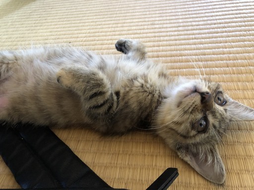 無人島出身 長崎猫の里親を探しています クラッシュー 西海の猫の里親募集 ジモティー 無人島出身 長崎猫の里親を探しています クラッシュー 西海の猫の里親募集 ジモティー
