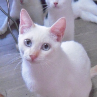 美しすぎる白猫★マーン♂３ヶ月の画像