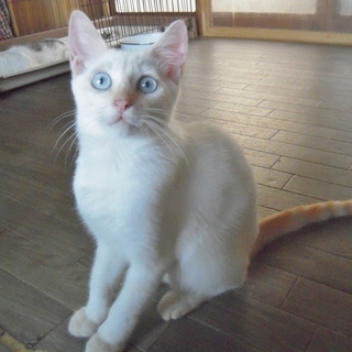 美しすぎる白猫★マーン♂３ヶ月 - 熊谷市
