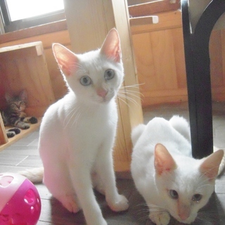 美しすぎる白猫★マーン♂３ヶ月 - 猫