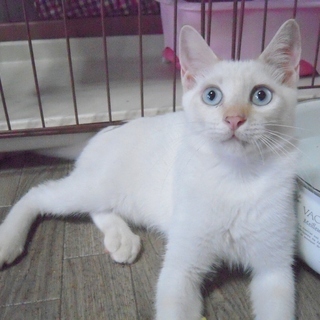美しすぎる白猫★マーン♂３ヶ月 − 埼玉県