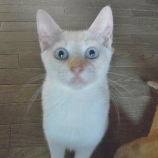 美しすぎる白猫★マーン♂３ヶ月 - 里親募集