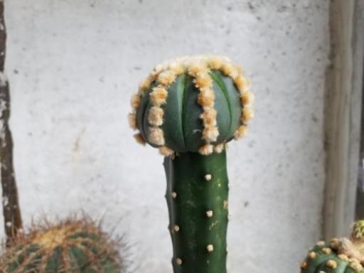 サボテン多肉植物 連星ヘキルリカブト丸