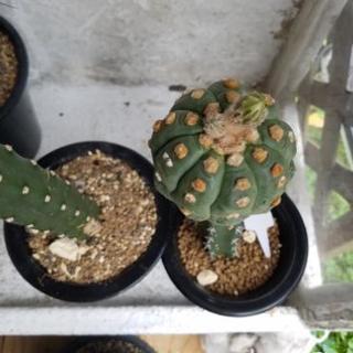 サボテン多肉植物 亀甲ヘキルリカブト丸