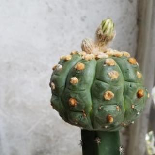 サボテン多肉植物 亀甲ヘキルリカブト丸