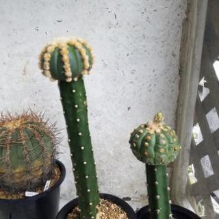 サボテン多肉植物 亀甲ヘキルリカブト丸