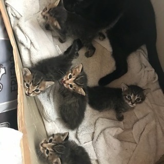 キジトラ 子猫 約生後1ヶ月 オス2匹 メス3匹