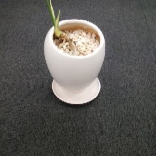 植木鉢3