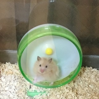 ハムスター ロングヘアー (hhc) 岐阜のその他の里親募集｜ジモティー - Thumb 0