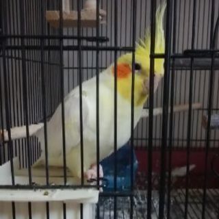 オカメインコ＆セキセイインコ