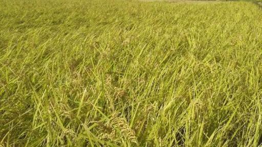 商談中1名様 お問い合わせ多数 昨年29年度 茨城県産 玄米 30kg 1袋