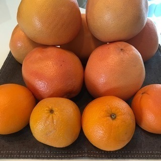 本日中☆グレープフルーツ、オレンジ