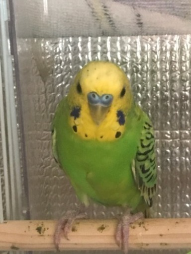 セキセイインコを探しています たんポポ 樟葉の手伝って 助けての助け合い ジモティー セキセイインコを探しています たんポポ 樟葉の手伝って 助けての助け合い ジモティー