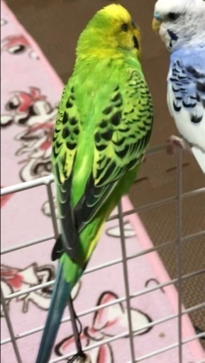 セキセイインコを探しています たんポポ 樟葉の手伝って 助けての助け合い ジモティー セキセイインコを探しています たんポポ 樟葉の手伝って 助けての助け合い ジモティー