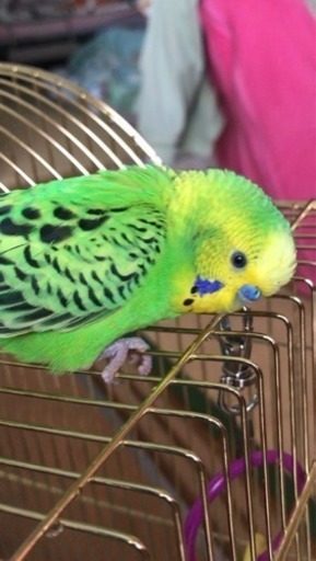 セキセイインコを探しています たんポポ 樟葉の手伝って 助けての助け合い ジモティー セキセイインコを探しています たんポポ 樟葉の手伝って 助けての助け合い ジモティー