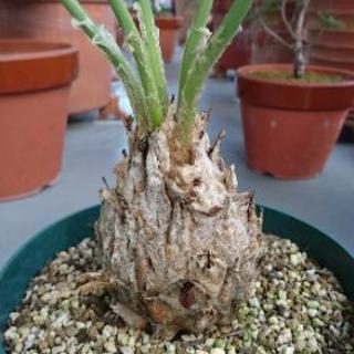 ディオーン　エデュレ　3苗 ①鉢のまま発送 ディオーン エデュレ 苗 実生苗 1株 鉢のまま発送 - メルカリ