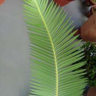 ディオーン・エデュレ