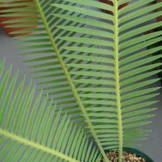 ディオーン・エデュレ