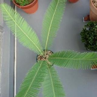 ディオーン・エデュレ