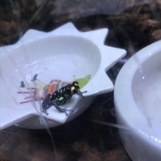 超美 ヤドクガエル レア カエル