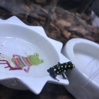 超美 ヤドクガエル レア カエル