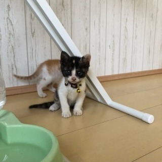 ハチワレ三毛さん − 群馬県