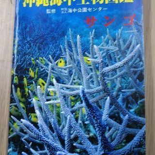 沖縄の海洋生物サンゴ