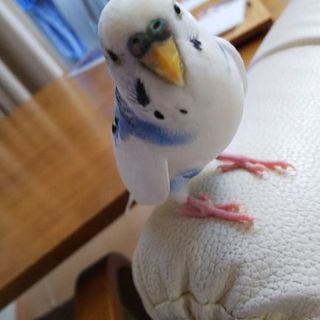 セキセイインコ保護してます。