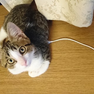 獣医さんも絶賛の良い子 長崎猫倶楽部 長崎の猫の里親募集 ジモティー 獣医さんも絶賛の良い子 長崎猫倶楽部 長崎の猫の里親募集 ジモティー
