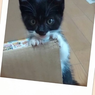 バットマンの様なおもしろ柄❤️白黒子猫❤️2ヶ月ちょいの里親さん...