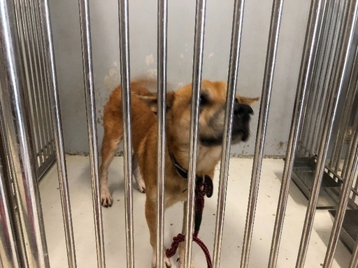 保健所に保護されていた犬 昨日 飼い主さんが引き取られました たま 大田のその他の里親募集 ジモティー