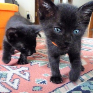 黒猫兄弟 元気な弟分のミディです。