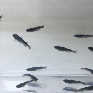 【値下げ中】🚩メダカ🚩ブラックダイヤ稚魚（5匹）