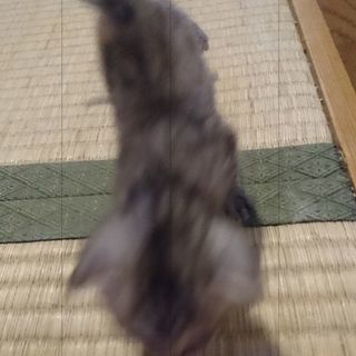 もうすぐ1ヶ月になる子猫ちゃん − 京都府