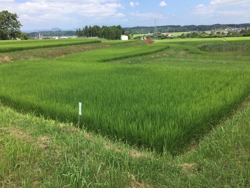 平成30度産 新米ひとめぼれ30k