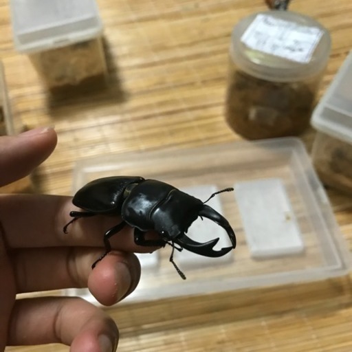 オオクワガタオオクワガタ4ペア プラスオオクワオス1頭 おまけ生体成虫オス単品
