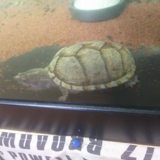 カブトニオイカメ🐢２匹🐢 アダルトサイズ