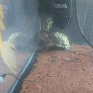 カブトニオイカメ